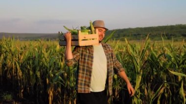 Young worker man farmer in cornfield carries box of cobs on shoulder, tracking shot. look ahead. Sun is shining brightly outside, man smiles happily, look into distance. Horizon line is visible.