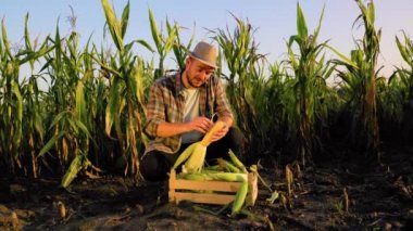 Front view a young man farmer has harvested in a box, peels the corn cob from leaves and shows excellent quality. Yellow ripe corn in the hands of a field worker, the pleasure of work. Copy space.