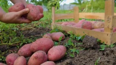 Front view unrecognizable hard working hands of a female worker pick a ripe large crop of potatoes from the ground into a wooden box. Background fertile soil.
