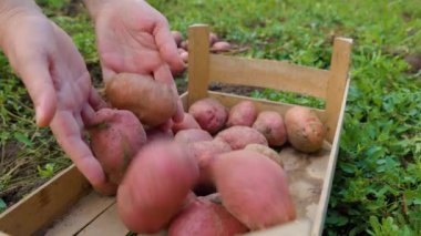 Close up front view potatoes in a wooden box, female hands harvest potatoes from the ground, unrecognizable. Good working day, clear day, soil background.
