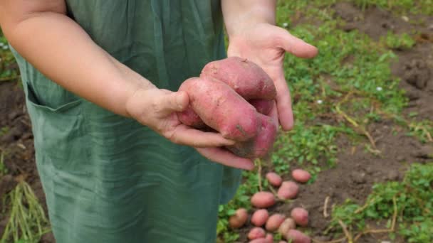 Top View Unrecognizable Close Large Delicious Potato Vegetable Hands Male — Stockvideo