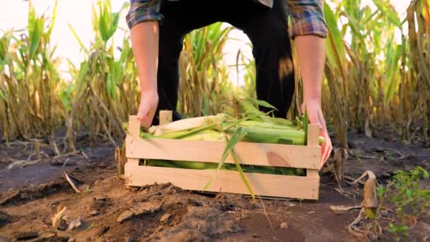 Unrecognizable Front View Leg Arm Farmer Worker Lifting Box Corn — Vídeos de Stock