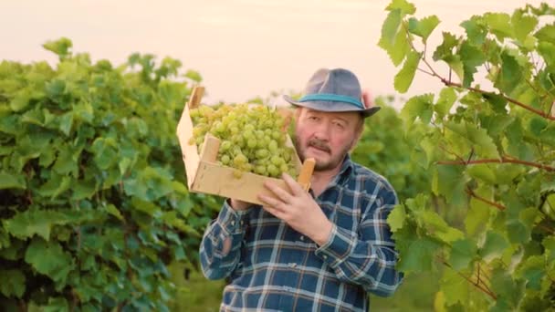 フロントビューカメラのブドウ畑を見て高齢者の労働者の男性のワイン生産者の笑顔をしっかりと喜んで肩に収穫とボックスを保持します 農業学者の農家は一日中炎天下で野外で働いていました — ストック動画