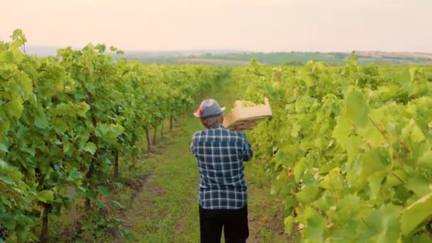 Achteraanzicht Onherkenbaar Senior Wijnmaker Mannelijke Boer Wijngaard Terugdeinzen Naar Horizon — Stockvideo