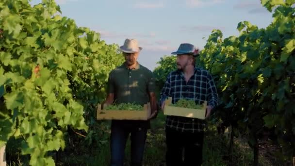 Pohled Zepředu Dva Staří Vinaři Farmáři Procházejí Vinicemi Krabicemi Hroznů — Stock video