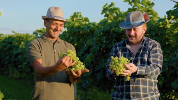 Manzara Iki Kıdemli Renkli Çiftçi Şarap Üreticisi Şapkaları Ellerinde Kocaman — Stok video