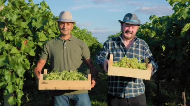前看镜头 两个男农民在葡萄园里平静地站着 满满一盒的收获 脸上挂着笑容 背景是富饶的葡萄园 在清澈的天空中离去 — 图库视频影像