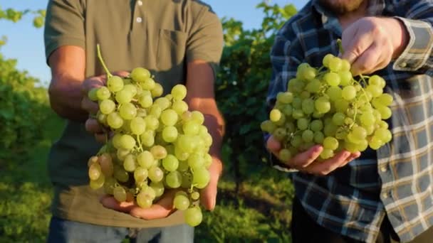 Vooraanzicht Onherkenbaar Twee Paar Handen Van Mannelijke Boeren Wijnmaker Met — Stockvideo