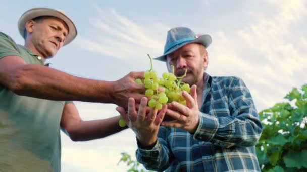 Alttaki Görüntüde Iki Şarap Üreticisi Yetişkin Çiftçi Dikkatlice Konsantrasyonlu Bir — Stok video
