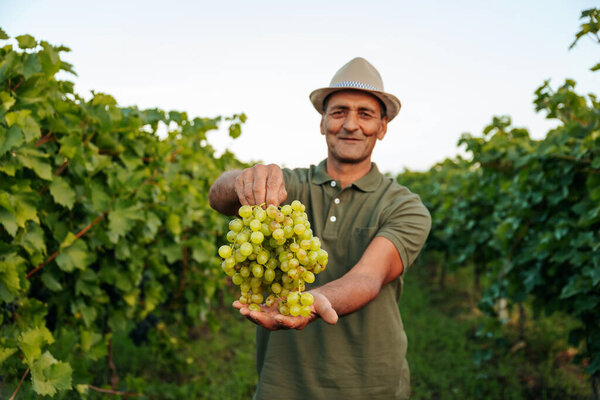 Front view looking at camera winemaker elder farmer man hold a bunch grape in outstretched hand in front of smiles. The agronomist worker is happy against backdrop clear sky, green vineyard.