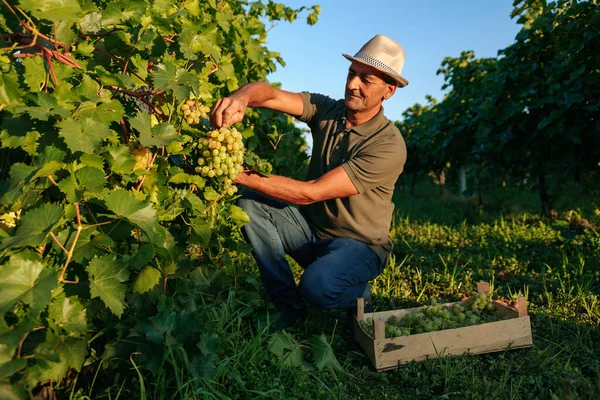 Vista Frontal Viñedo Trabajador Agrícola Macho Recoge Racimos Uva Vid — Foto de Stock