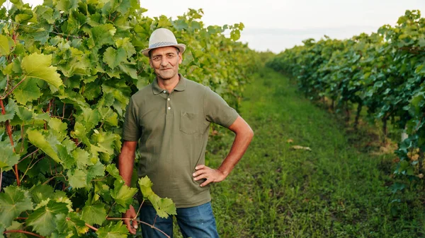 Mirando Cámara Anciano Agricultor Viticultor Para Viñedo Sonríe Felizmente Alrededor — Foto de Stock