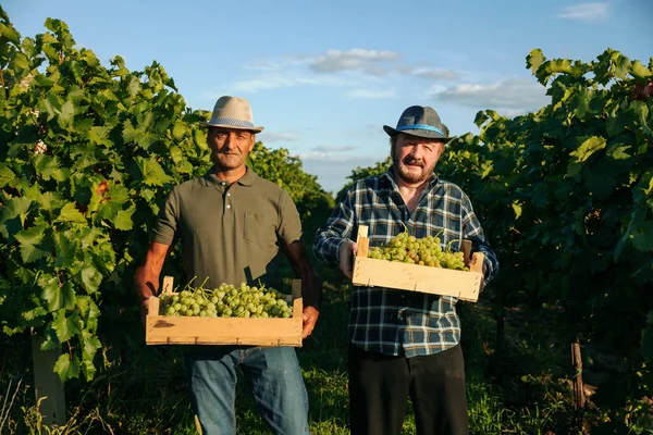 Front view looking at camera two elderly winegrower farmers men stand in the field holding boxes of grapes in their hands smiling. Background field vine plantation a lot of greenery clear sky.