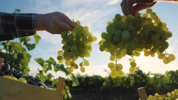 Alt Manzara Tanınmayan Eller Şarap Üreticisi Çiftçi Havada Üzüm Tutuyor — Stok video