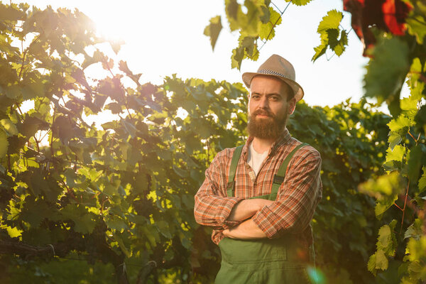 Front view looking at camera young man winemaker farmer worker stand vineyard arms crossed on chest smile. Man has hat on head, happy face, a lot of greenery around and a blinding sun. Copy space.