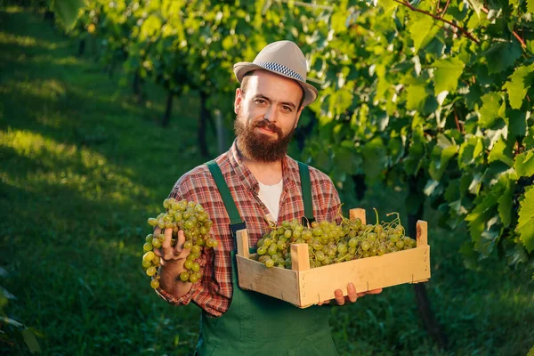 Background Rich Green Vineyard Stands Young Successful Smiling Farmer Bunch — Stock Photo, Image