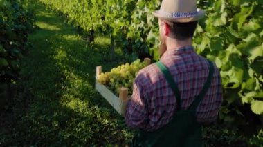 Üst sol arka şarap imalatçısı tanınmayan genç çiftçi şapkası, üzüm bağında uzun yeşil bir sarmaşığın yanında sandık taşıyordu. Çiftçi bitmeyen üzüm bağında çok çalışıyor..