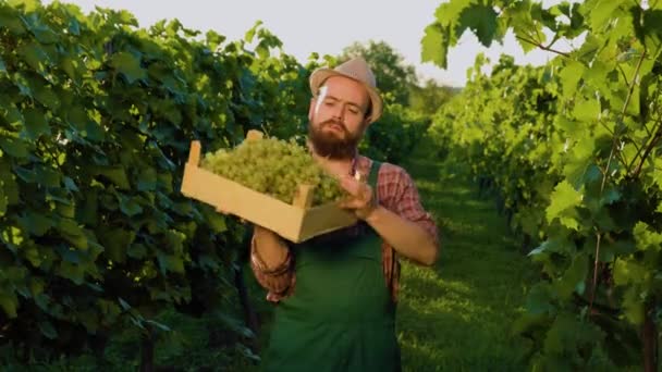 前视年轻的胡子强壮的酿酒师在葡萄园里把装有葡萄收获的盒子扛在肩上 那个农民正处于困难时期 葡萄园和绿地的背景 — 图库视频影像