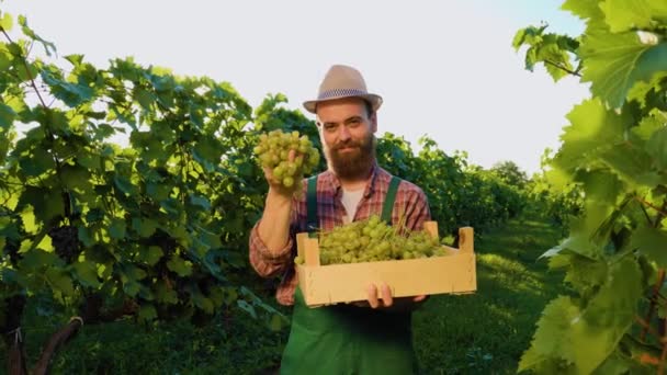 フロントビューカメラの若い男のワイン造りを見てブドウ畑のボックス収穫の束のブドウを手に慎重にそれを調べる立っている 帽子のひげに農業を課すことは作物の質に良い目を保つ — ストック動画