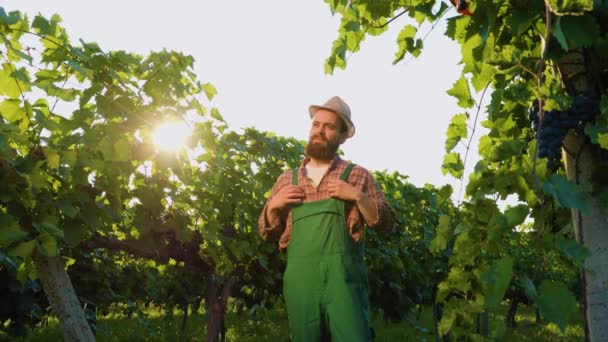 若い男性の農家のワイン造りの残りの部分の下のビューは ブドウ畑の笑顔全体のストラップに手を見上げスタンド 太陽はぶどうの木の葉の間から顔をのぞかせます — ストック動画