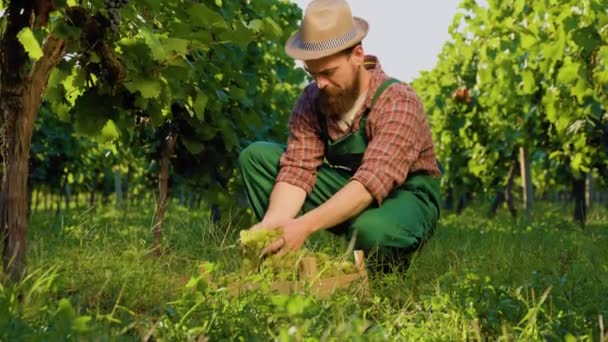 前看年轻的胡子酿酒师农夫从葡萄架上拔下葡萄 躺在地上吃浆果 农艺学家小心翼翼地触摸每一捆 以免损坏 绿色背景 — 图库视频影像