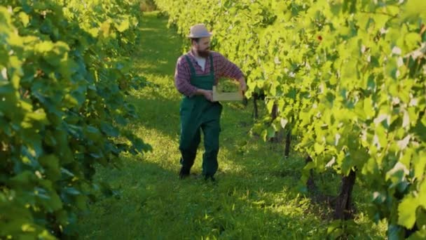 Widok Przodu Młody Uśmiechnięty Rolnik Człowiek Produkcji Wina Hold Box — Wideo stockowe