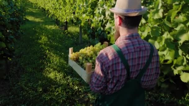 Üst Sol Arka Şarap Imalatçısı Tanınmayan Genç Çiftçi Şapkası Üzüm — Stok video