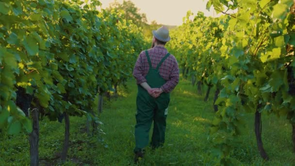 Vista Trasera Irreconocible Joven Enólogo Agricultor Caminar Entre Las Filas — Vídeos de Stock