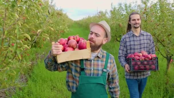 Görüntüde Iki Genç Çiftçi Tarlasında Yürürken Çekilmiş Elma Tarlasında Yürürken — Stok video