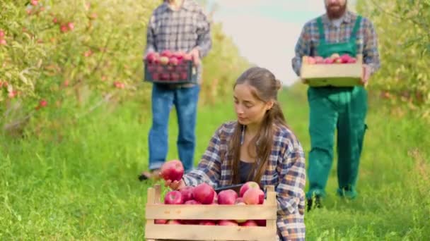 Elma Bahçesi Çiftçi Aile Kardeş Mahsulleri Hasat Ediyorlar Ağır Işçilik — Stok video