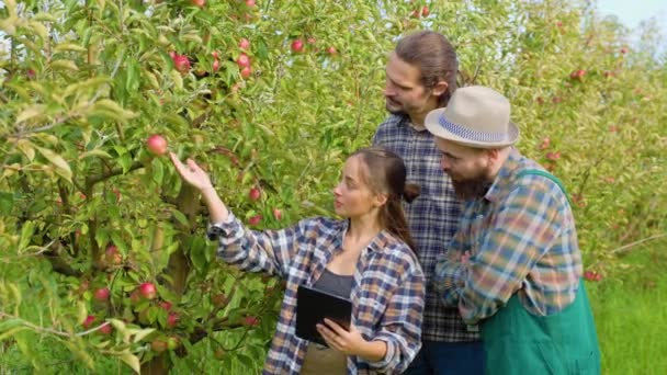 前景家庭3个年轻农民苹果园看着成熟的庄稼摸到手妇女石板胡子男人帮助收集数据 农艺学家分析作物质量 背景成熟的苹果 — 图库视频影像