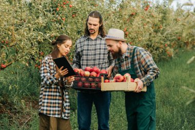 Önden bakan üç genç çiftçi ellerinde kutular olan erkekler tablet aile çiftçiliği kavramına sahip kadınlar. Aile mesleği elma bahçesi genç girişimciler ziraatçiler yeşil meyve bahçesi.