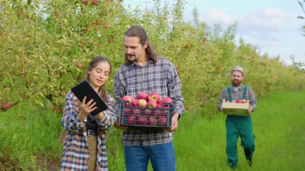 Farmer Woman Analyze Quality Harvest Men Hold Boxes Apples Hands — Stock Video