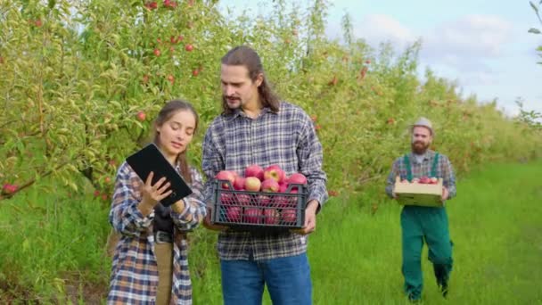 Agricultoras Analisam Colheita Qualidade Por Homens Seguram Caixas Maçãs Suas — Vídeo de Stock