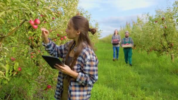 Jovem Agricultora Examina Árvores Maçãs Medida Que Desenvolvem Escrevendo Tablet — Vídeo de Stock