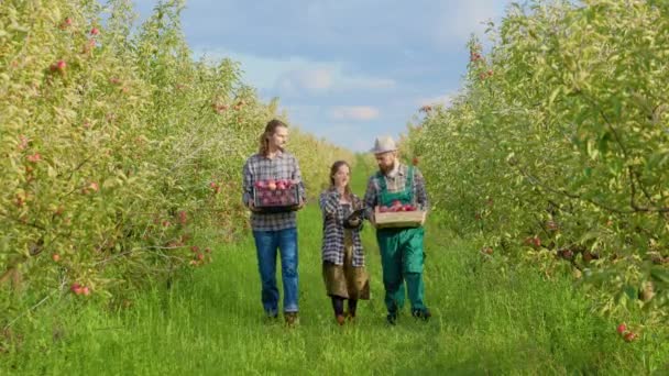 Skäggiga Mustaschbönder Åker Och Berättar För Kvinnliga Agronomer Skördetabletten Äppelträdgård — Stockvideo