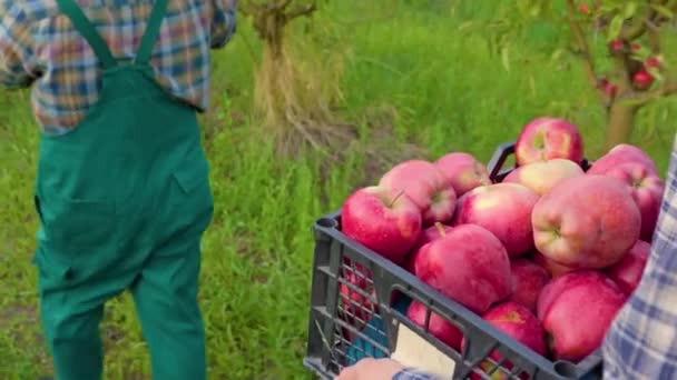 在花园绿草的背景下 把苹果放在农场工人的箱子里 红色成熟的大果实 清除杂质 肥沃的土地 无法辨认 — 图库视频影像