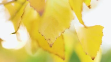 Altın sonbahar yaprakları dallanır, sonbahar yaprakları rüzgarda savrulur. Yaprak döken ormanda sonbaharın çarpıcı renkli tonları. Sonbahar mevsiminde canlı yapraklarla dolu kayın dalları ve dalları.