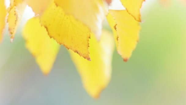 黄金の秋の葉枝 秋の風に吹いて葉 落葉樹林の秋の見事なカラフルな色合い 秋の鮮やかな紅葉に満ちたブナの枝や小枝 — ストック動画