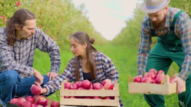 リンゴの果樹園3農家の家族の収穫は タブレットの女性で情報を書き留める彼女の手でリンゴを調べる 男たちは彼女が仕事を早く終わらせるのを助ける 家業は成功した事業です — ストック動画