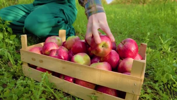 关闭无法辨认的盒子 熟透了的红色苹果站在地上 武器农民摘苹果 园丁把水果放进板条箱 背景绿草 — 图库视频影像