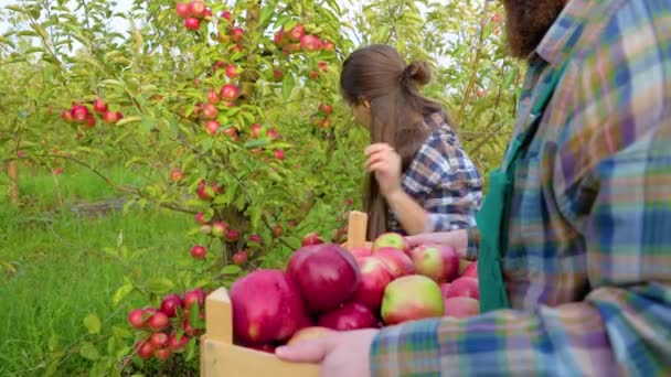 Oigenkännlig Man Och Kvinna Arbetar Familjegård Hon Plockar Äpplen Han — Stockvideo