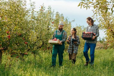Sakallı, sakallı çiftçi tarla işçileri gidip tarımcı kadınlara tablet toplamaktan bahsediyorlar. Elma bahçesi, tarım sektörü, yüzlerde gülümseme, işte başarı. Bahçedeki işçiler. Kırsal alan.