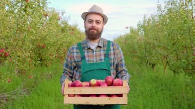 Önden bakan genç çiftçi çiftçi gülümseme kutusunda olgun meyveler duruyor. Mutlu adam zengin mahsulleri topladı ve onları taşıdı. Arka plan, elma, açık gökyüzü, güzel hava..