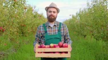Önden bakan genç çiftçi çiftçi gülümseme kutusunda olgun meyveler duruyor. Mutlu adam zengin mahsulleri topladı ve onları taşıdı. Arka plan, elma, açık gökyüzü, güzel hava..