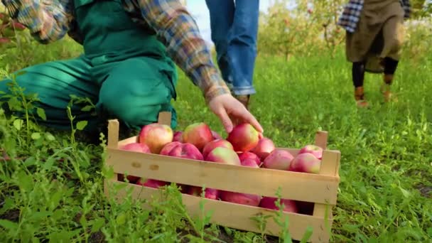 关闭无法辨认的盒子 熟透了的红色苹果站在地上 武器农民拾树 苹果2个农民的腿走在田里放苹果 园丁把水果放进板条箱 背景绿草 — 图库视频影像