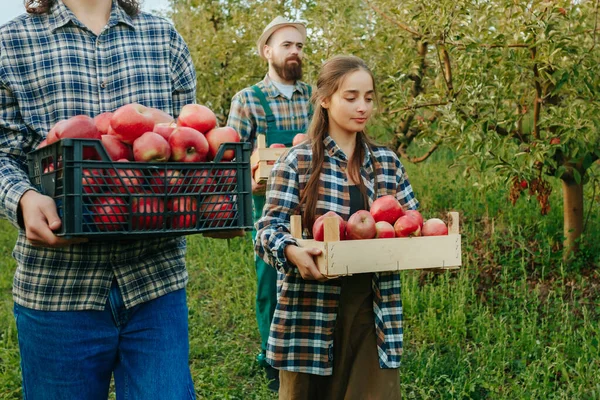 three farmer, female farmer with a crate of apples in her hand in the orchard, surrounded by her family of two men with a crate full of apples.