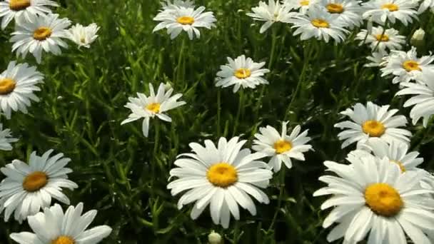 Campo de verano Daisy — Vídeos de Stock