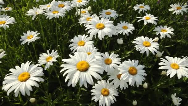 Campo de verano Daisy — Vídeos de Stock