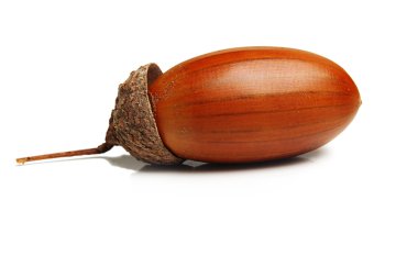 Beyaz arkaplanda meşe palamudu.